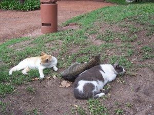 sluggish thyroid sluggish cats