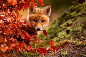 Aurora Real Estate Market Conditions - September 2018 7 Aurora real estate