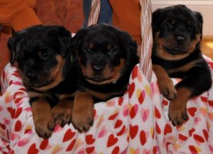 Addison Real Estate Market Conditions - January 2019 1 fb addison featured