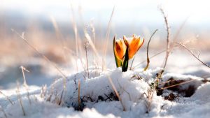 Buffalo Grove Real Estate Market Conditions - February 2019 9 March image 2019