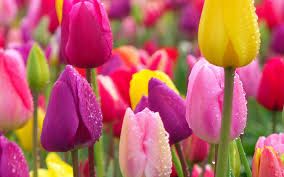 Buffalo Grove Real Estate Market Conditions - April 2019 3 May 2019 image