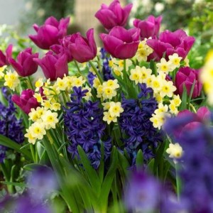 Addison Real Estate Market Conditions - April 2019 1 fb addison featured 1