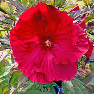 Elmhurst Real Estate Market Conditions - April 2019 2 fb elmhurst featured