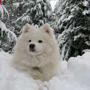 Elmhurst Real Estate Market Conditions - January 2021 6 Elmhurst Real Estate Market Conditions - January 2021