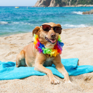 Elmhurst Real Estate Market Conditions - May 2021 7 elmhurst featured may 21